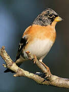 Brambling