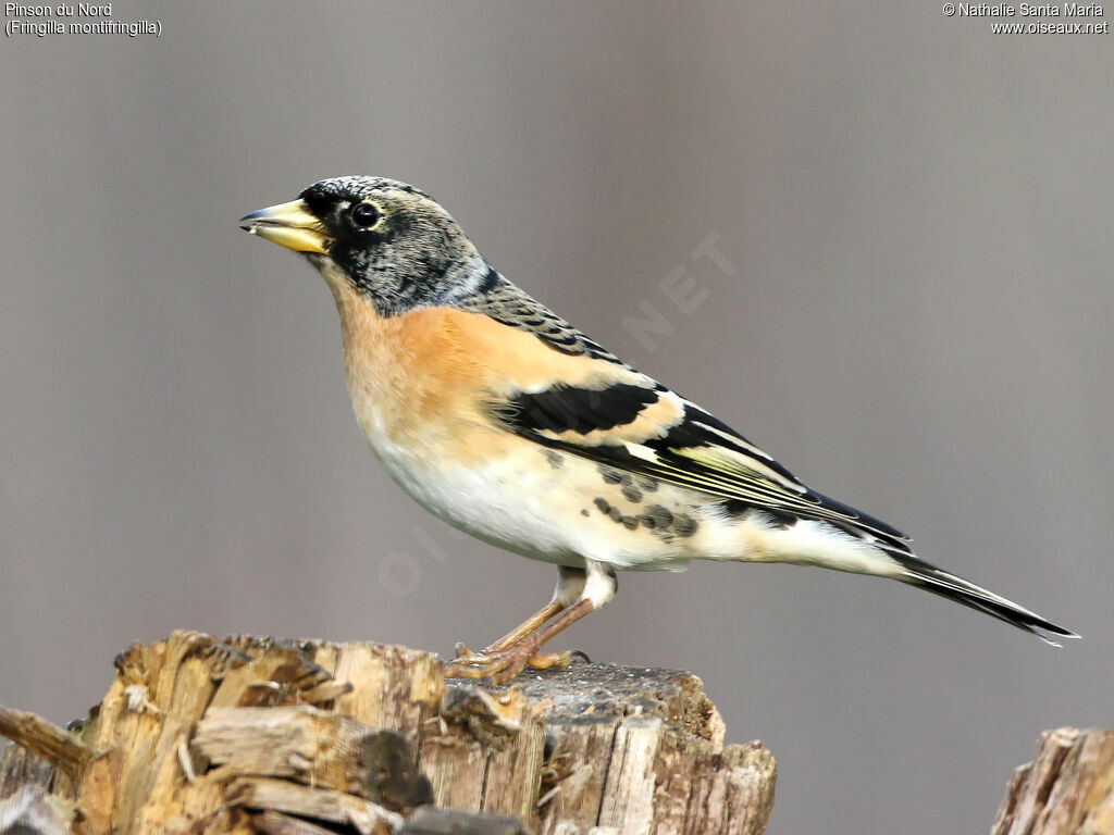 Brambling male adult, identification