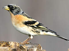 Brambling