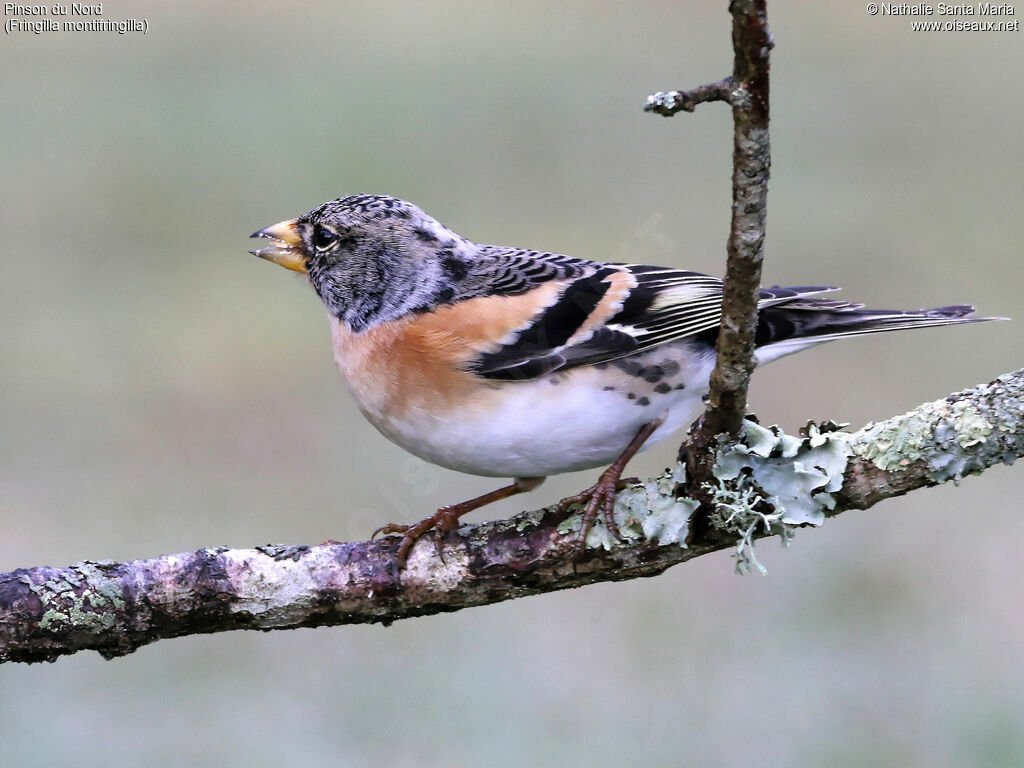 Brambling male adult, identification, eats, Behaviour