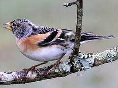 Brambling