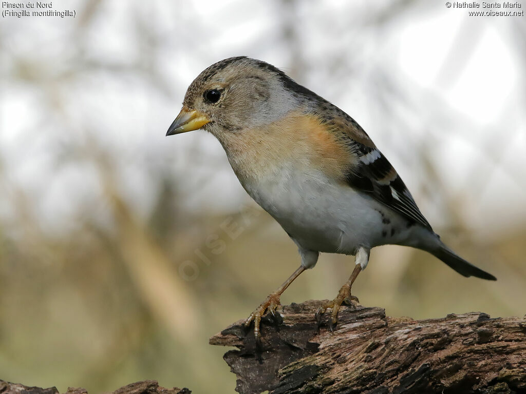 Brambling female, identification, Behaviour