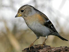 Brambling