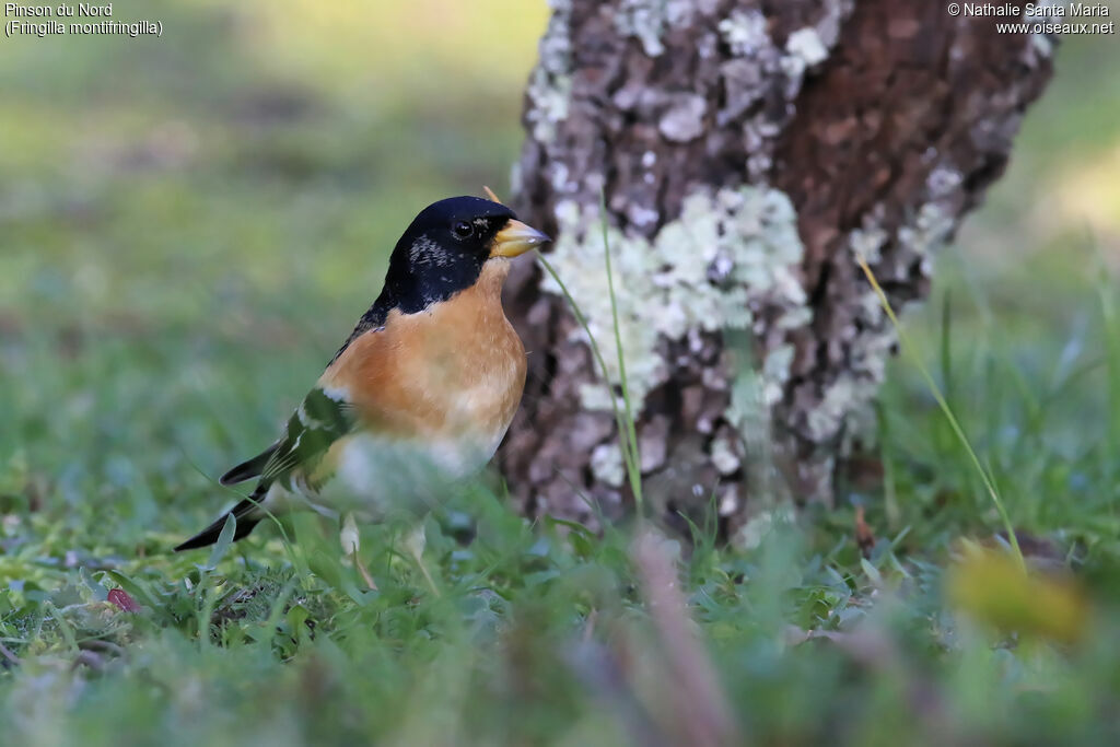 Brambling male adult breeding, identification