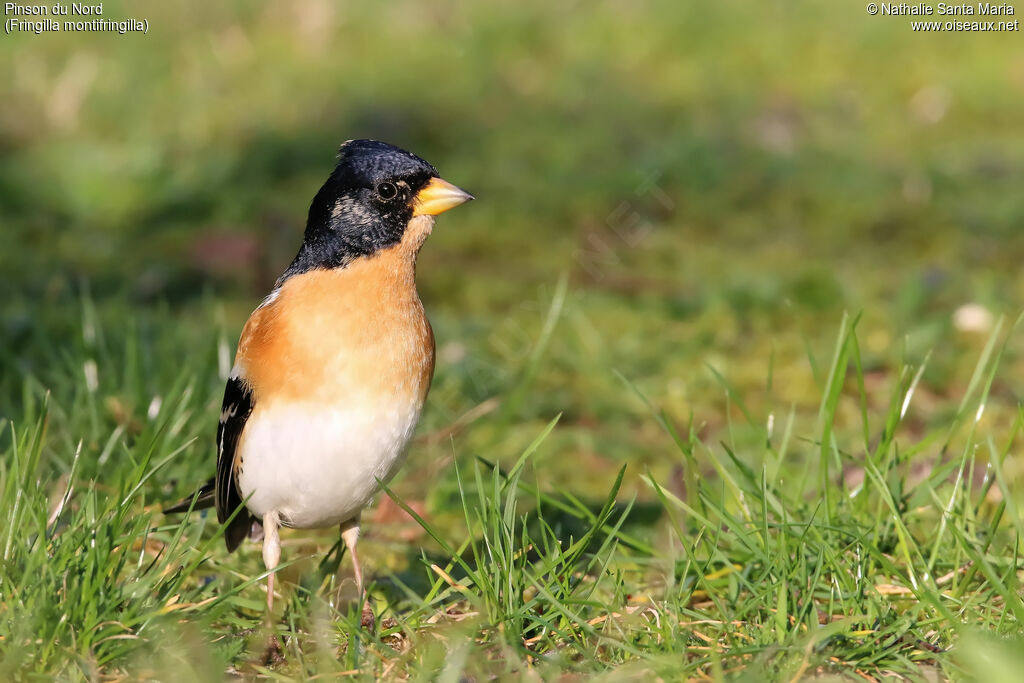 Brambling male adult breeding, identification