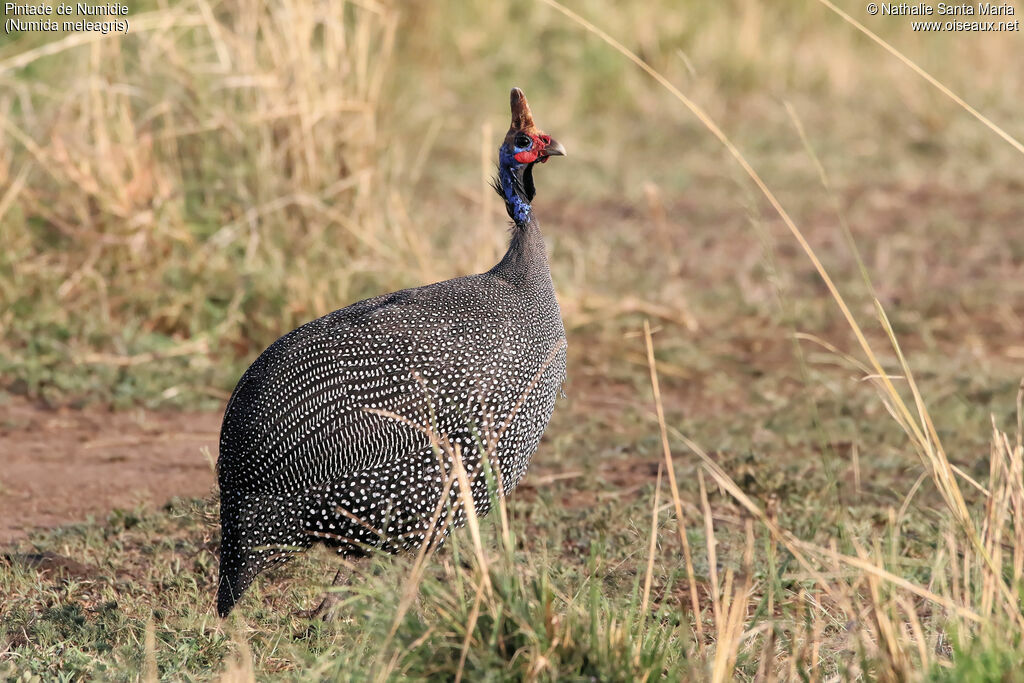 Helmeted Guineafowladult, identification, habitat, walking