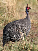 Helmeted Guineafowl