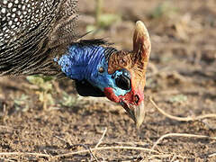 Helmeted Guineafowl