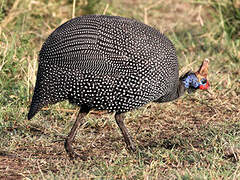 Helmeted Guineafowl