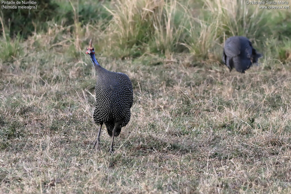 Helmeted Guineafowladult, identification, habitat, walking, Behaviour