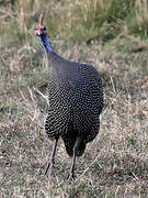 Helmeted Guineafowl