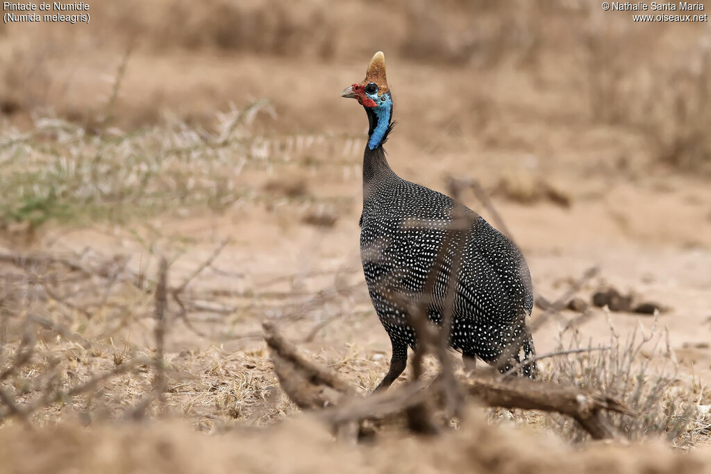 Helmeted Guineafowladult, identification, habitat, walking