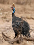 Helmeted Guineafowl