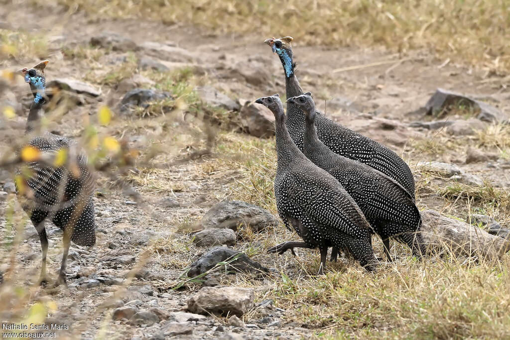 Helmeted Guineafowl, walking