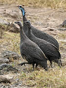 Helmeted Guineafowl