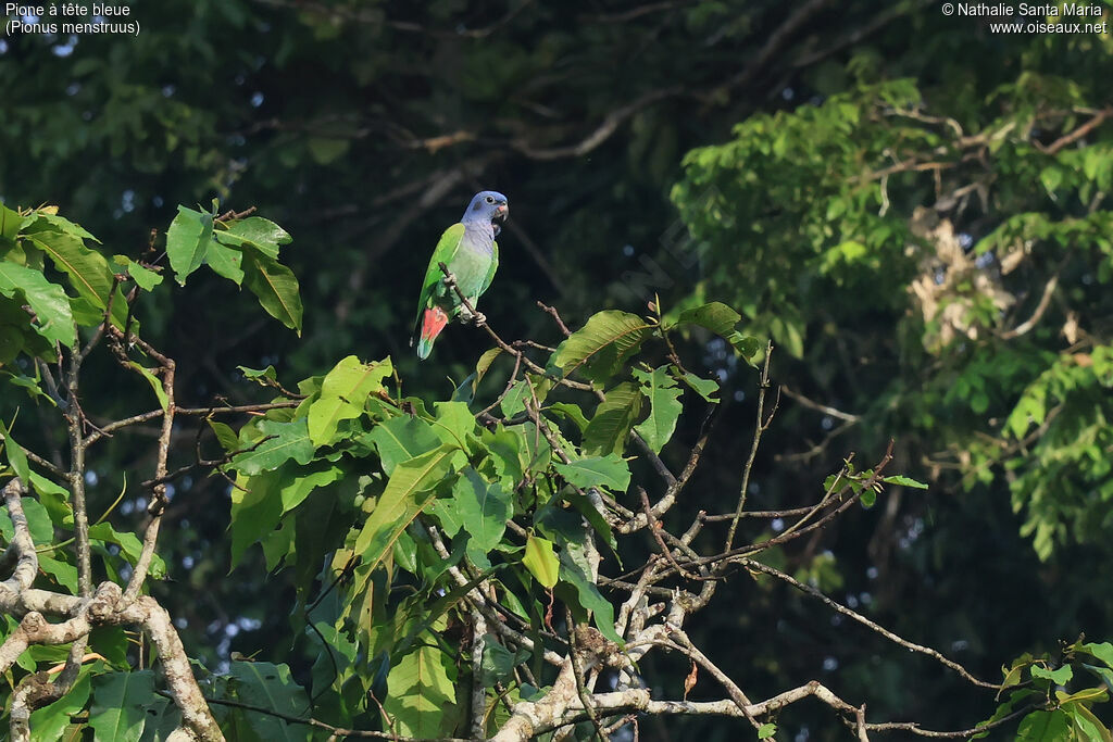 Pione à tête bleue