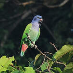 Pione à tête bleue