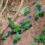 Pione à tête bleue