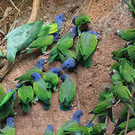 Pione à tête bleue