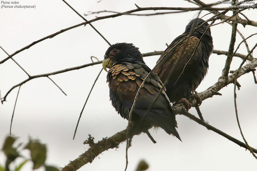 Bronze-winged Parrot, identification