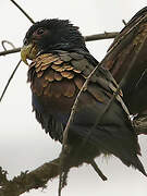 Bronze-winged Parrot