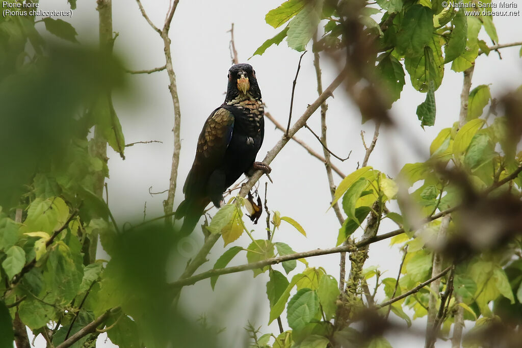 Pione noireadulte, identification