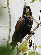 Bronze-winged Parrot