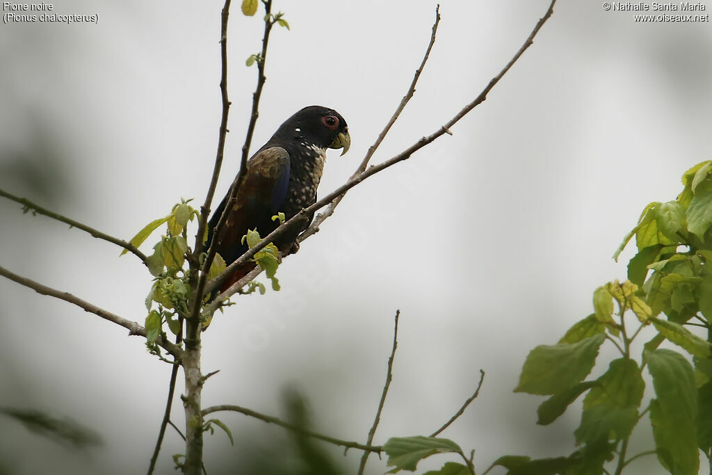 Bronze-winged Parrotadult, identification