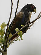 Bronze-winged Parrot