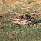 Pipit à gorge rousse