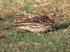 Pipit à gorge rousse