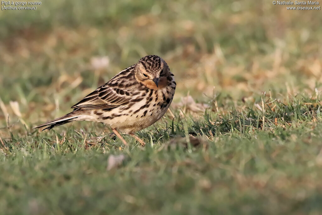 Pipit à gorge rousseadulte, identification, habitat