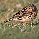 Pipit à gorge rousse