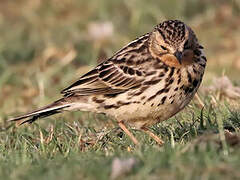 Red-throated Pipit