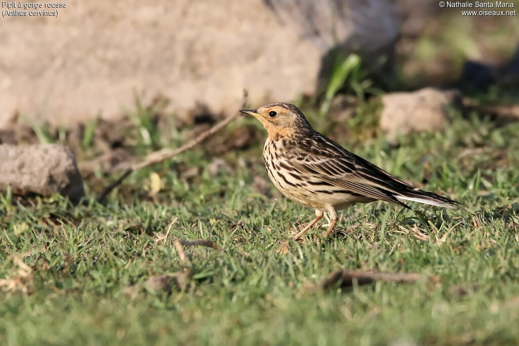 Pipit à gorge rousseadulte, identification, habitat, marche