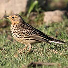 Pipit à gorge rousse