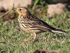 Red-throated Pipit