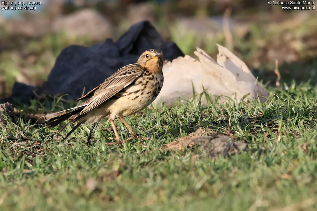 Red-throated Pipitadult, identification, habitat