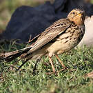 Pipit à gorge rousse