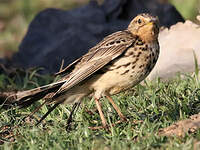 Pipit à gorge rousse