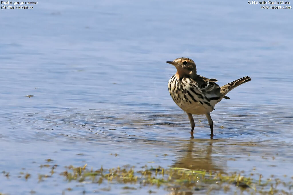 Pipit à gorge rousseadulte, identification, habitat