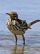 Pipit à gorge rousse