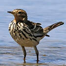 Pipit à gorge rousse