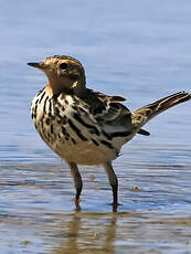 Pipit à gorge rousse