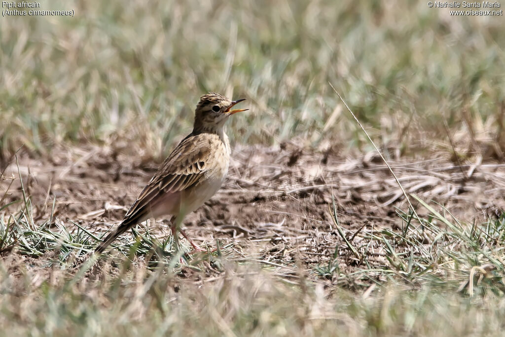 Pipit africainadulte, identification, habitat