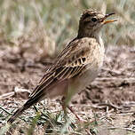 Pipit africain