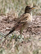 African Pipit