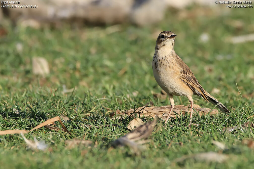 Pipit africainadulte, identification, habitat