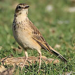 Pipit africain