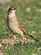 African Pipit